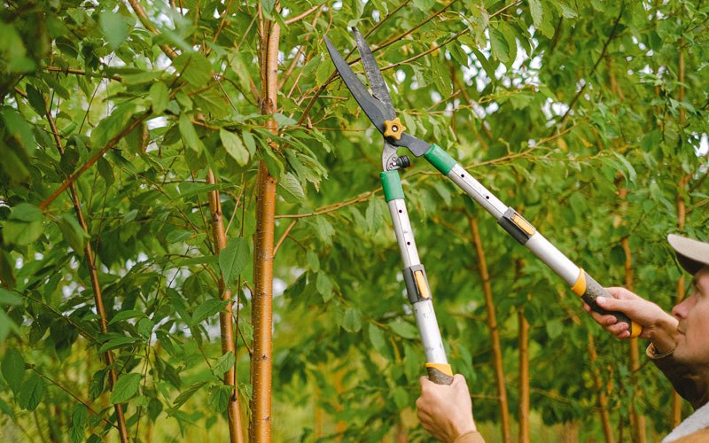 Tree trimming in Rockland, ID