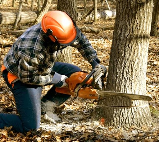 Tree Removal in Rockland, ID